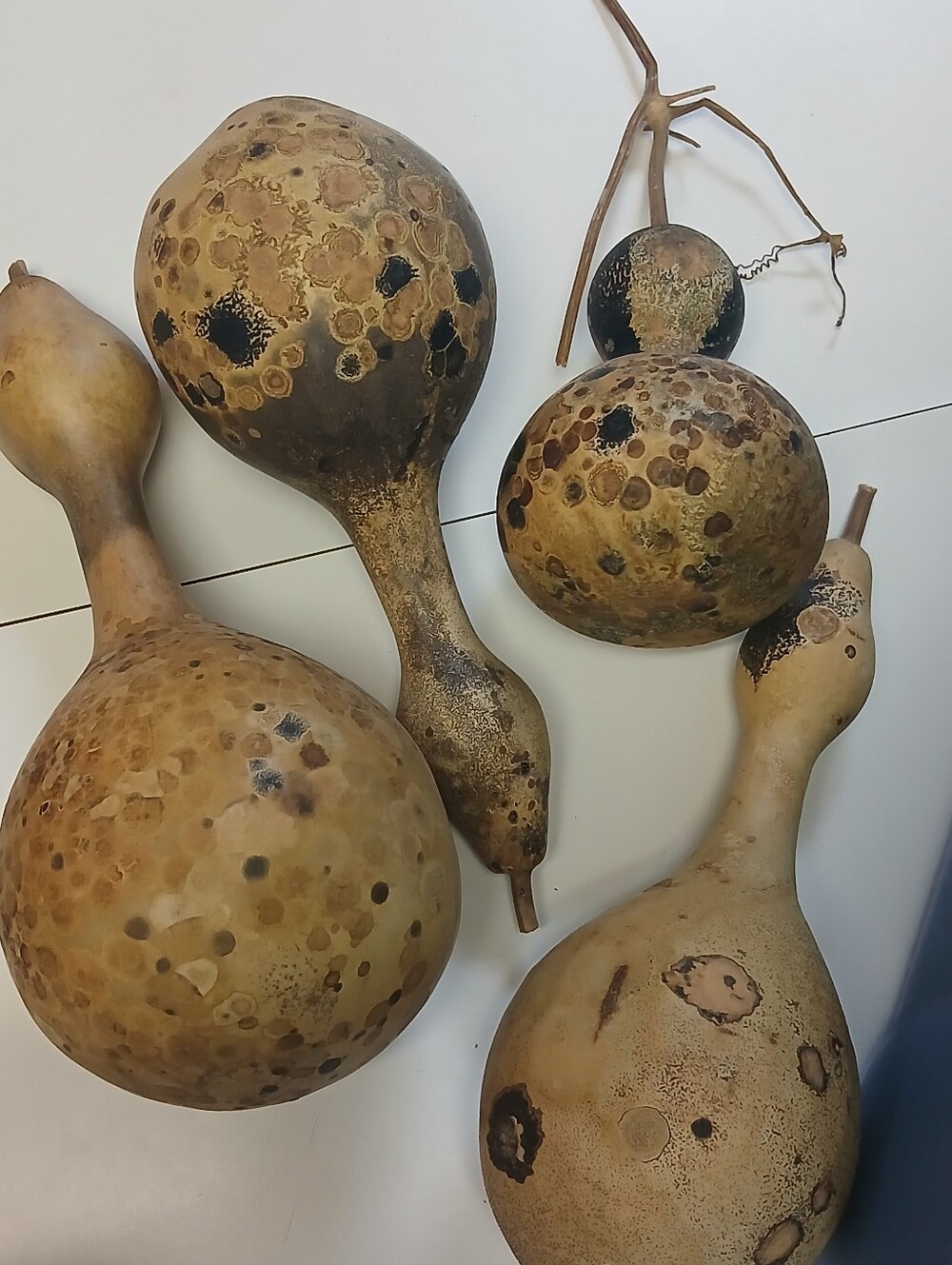 Decorative Natural Dried Gourds - Beige and Brown Home Art - Picture 6 of 10